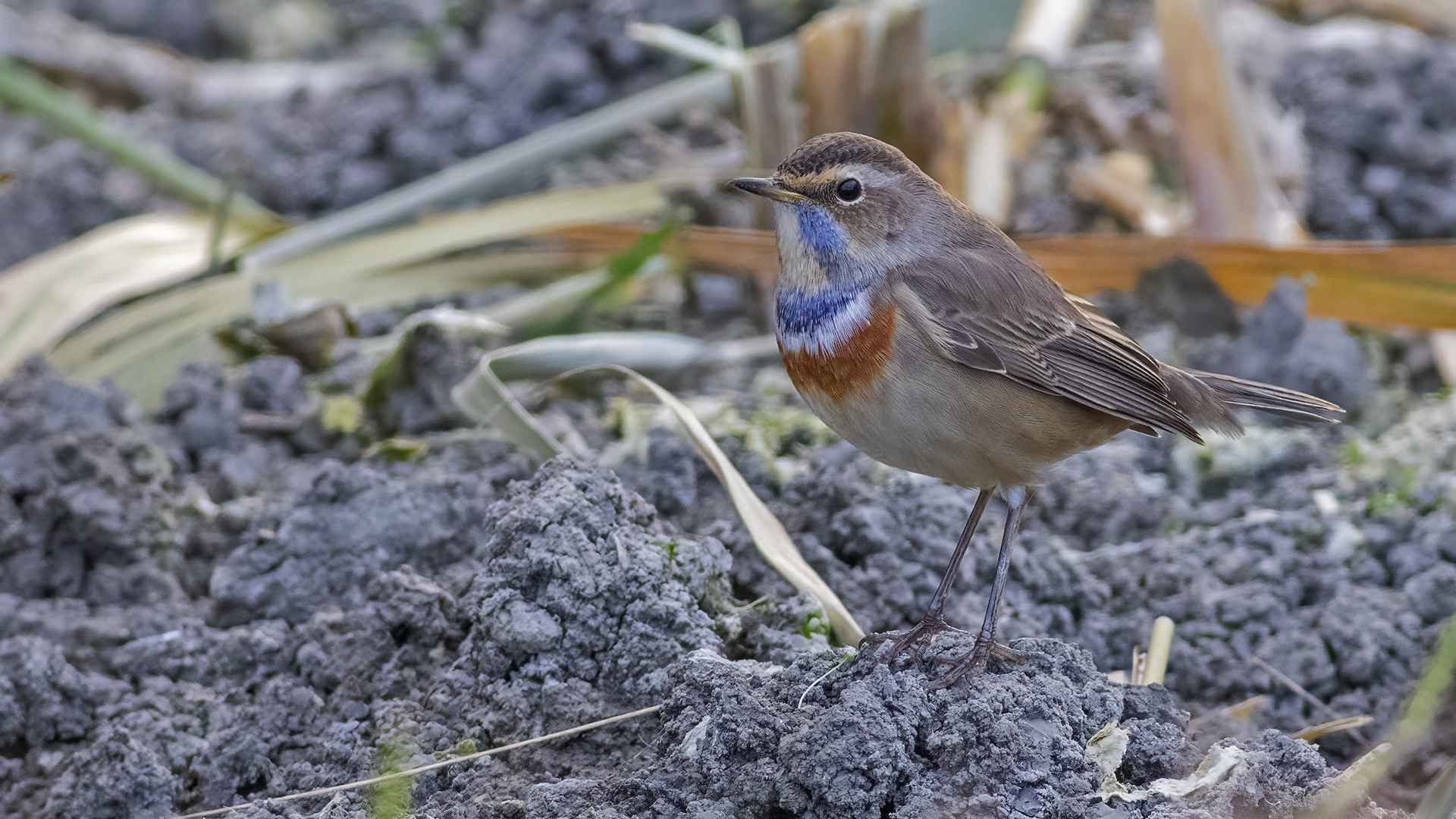 Mavigerdan